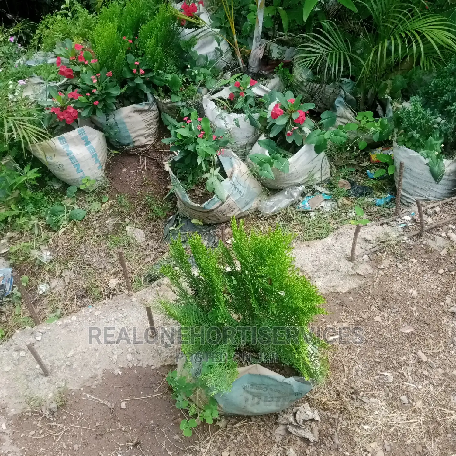 Best Ornamental Plant Shop For Your Home Beautification