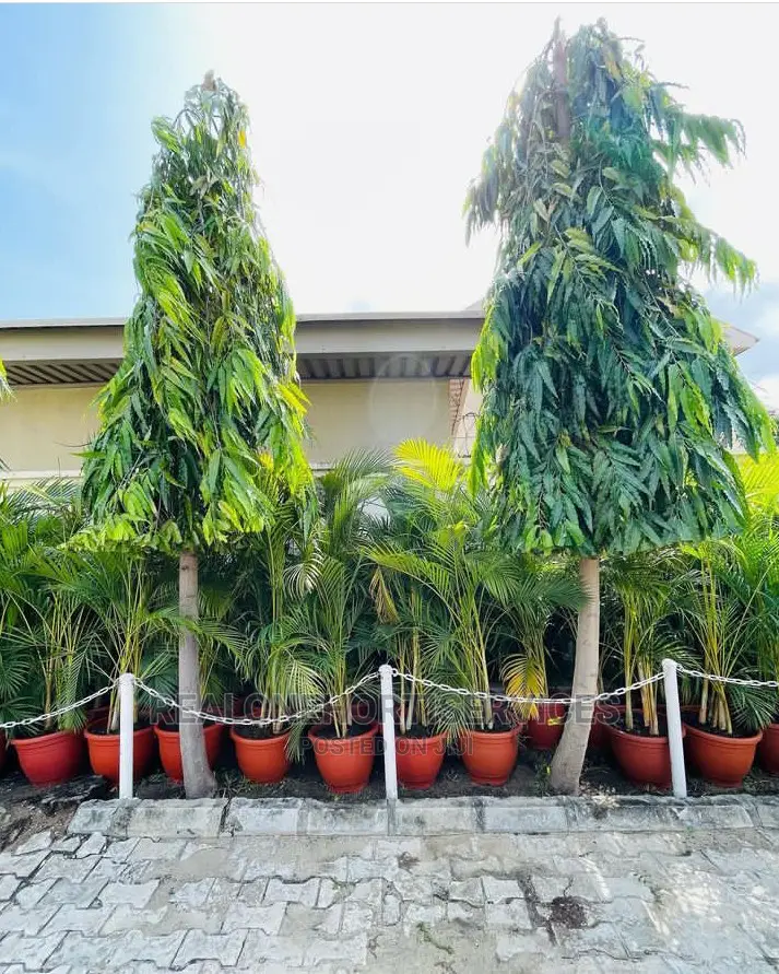 Best Ornamental Plant Shop For Your Home Beautification