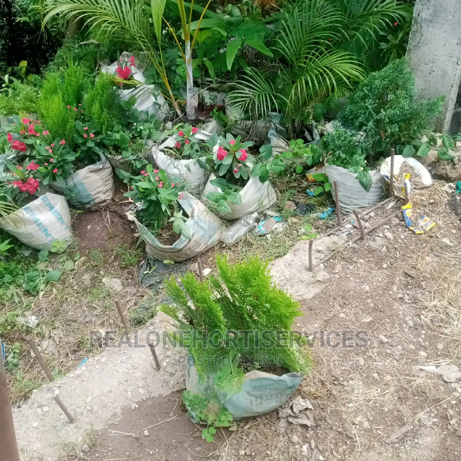 Best Ornamental Plant Shop For Your Home Beautification