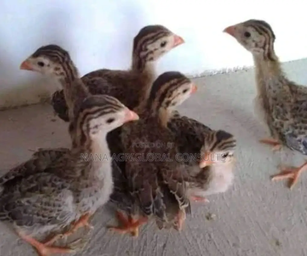 Belgium Guinea Fowl Zabi (Foreign)