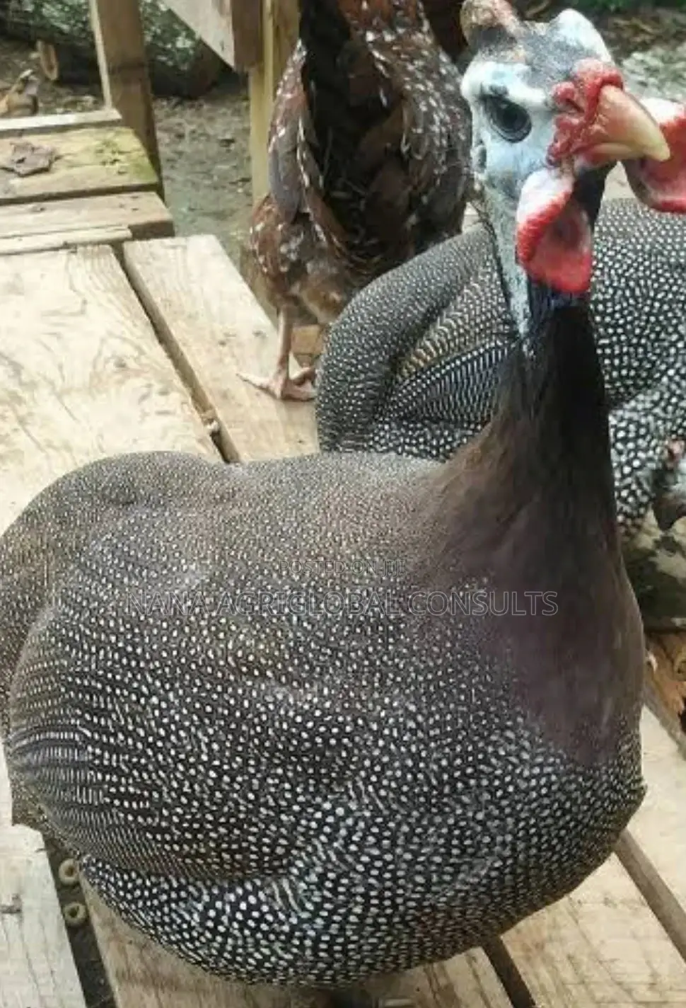 Belgium Guinea Fowl Zabi (Foreign)