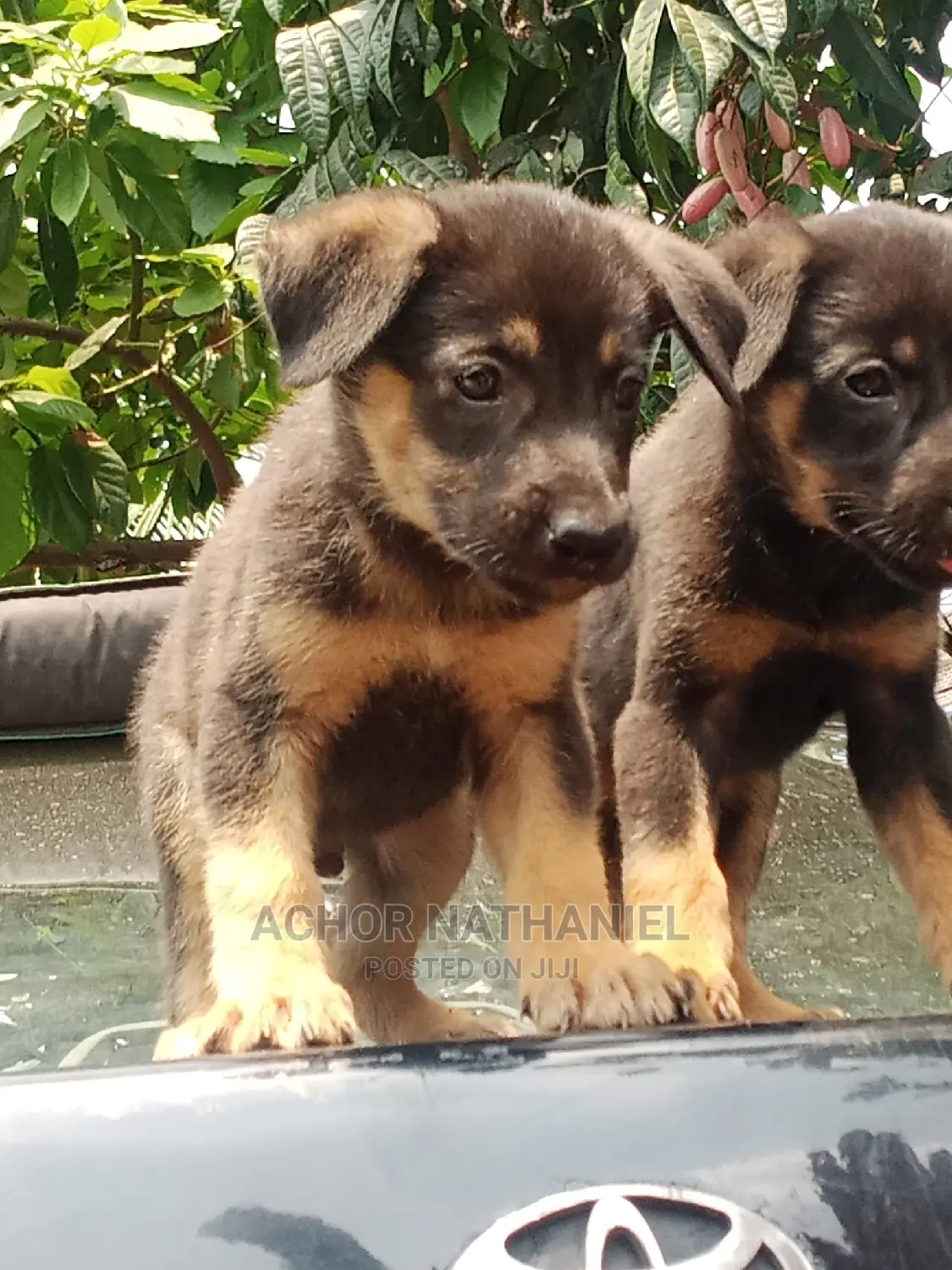 1-3 months Male Purebred German Shepherd