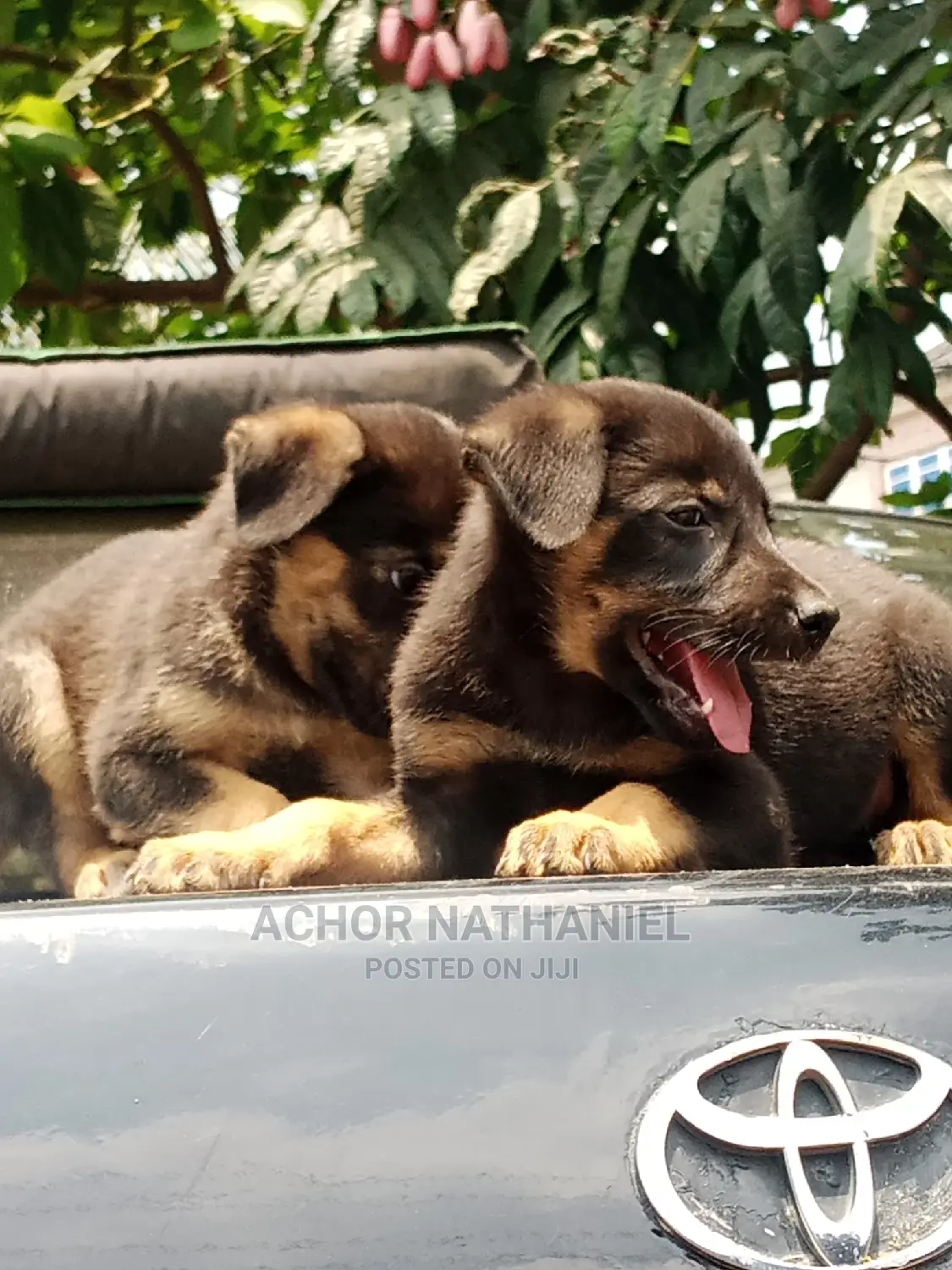 1-3 months Male Purebred German Shepherd