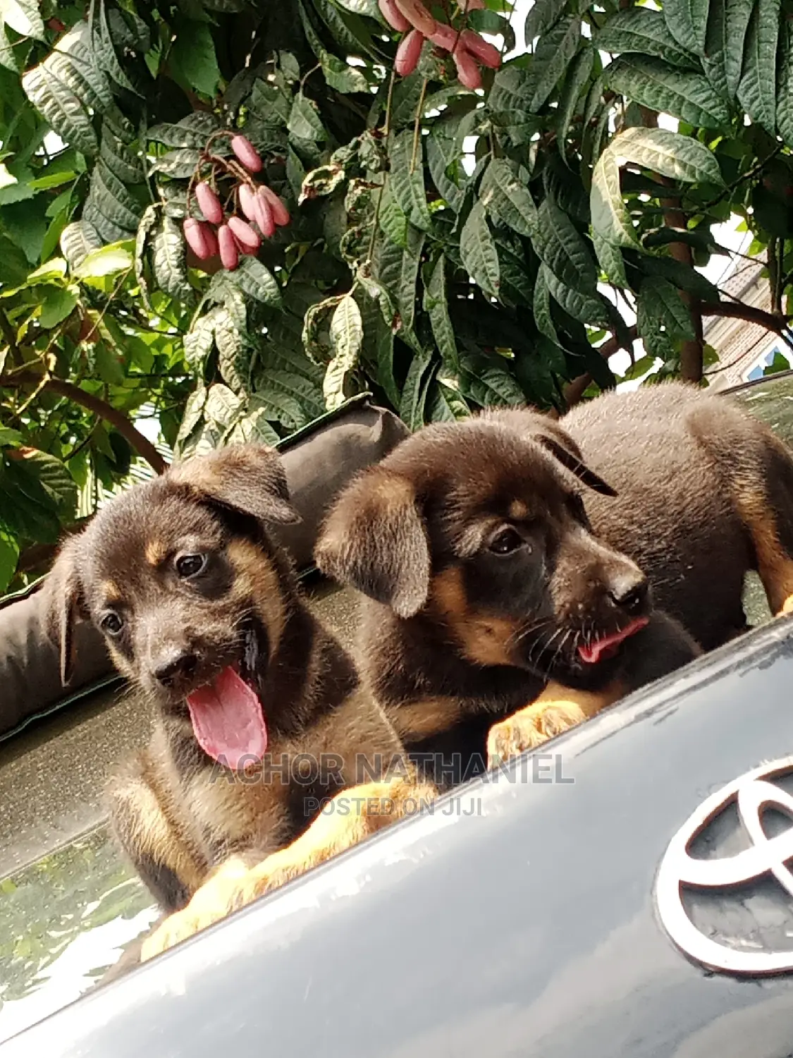 1-3 months Male Purebred German Shepherd