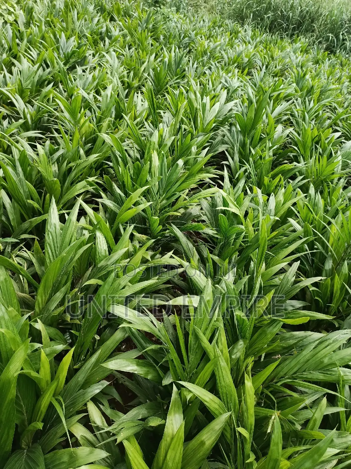 Hybrid Fruits and Oil Palm/Dwarf Coconuts Seedlings