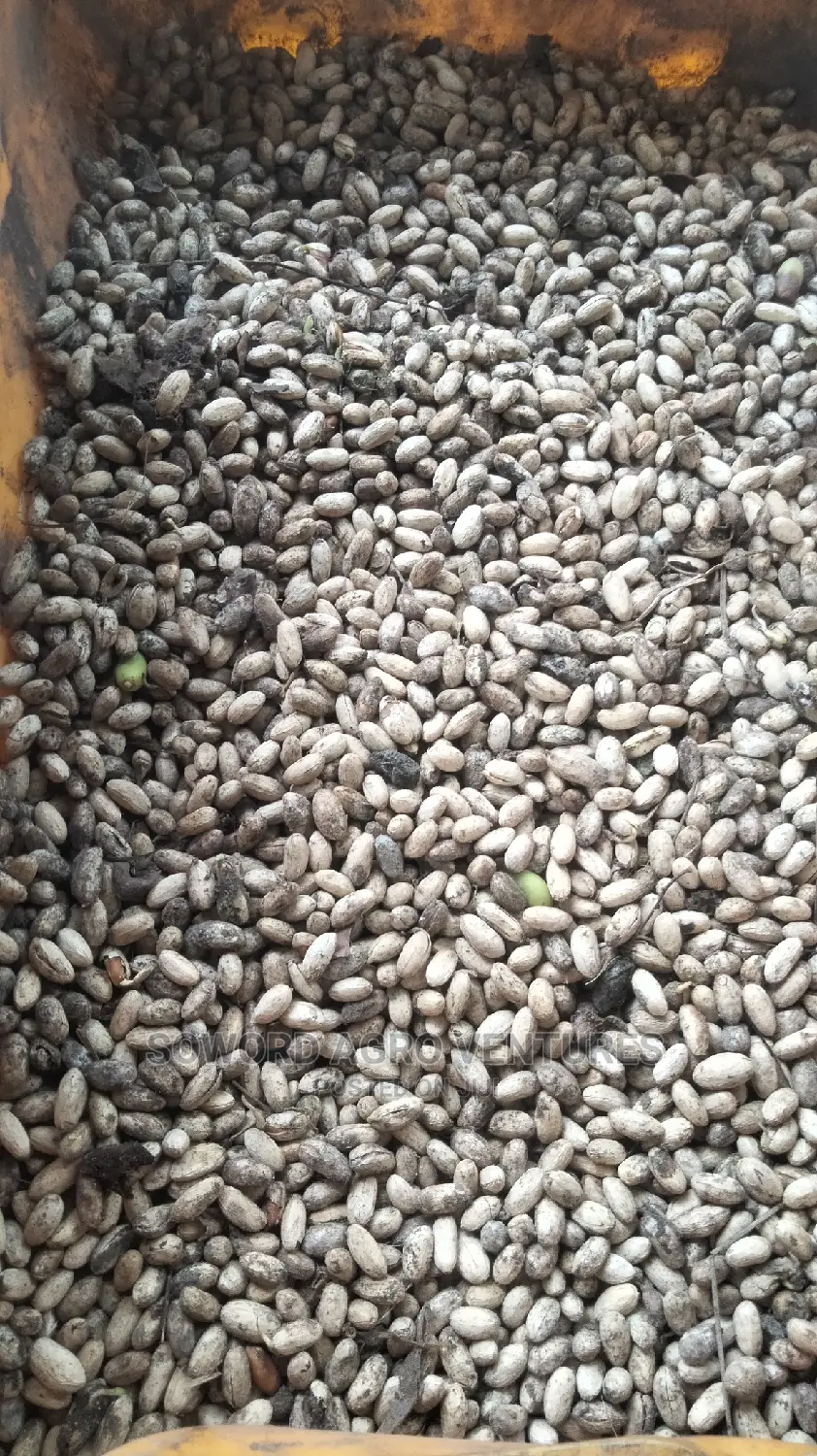 Neem Seed (Dongoyaro) and Seedlings