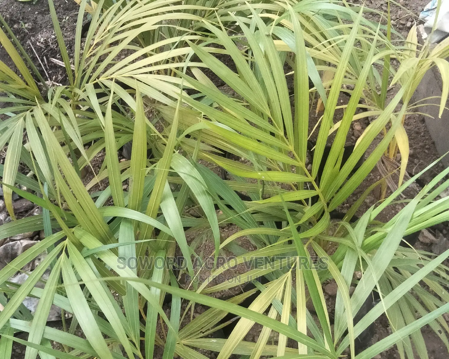 Queen Palm, King's Palm and Golden Plam