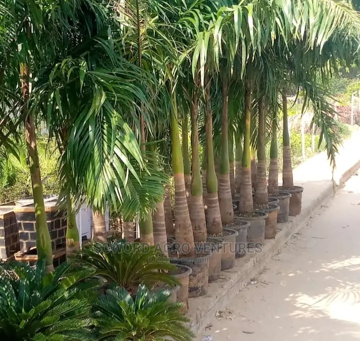 Queen Palm, King's Palm and Golden Plam