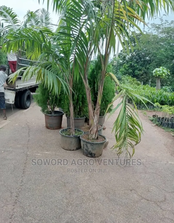 Queen Palm, King's Palm and Golden Plam