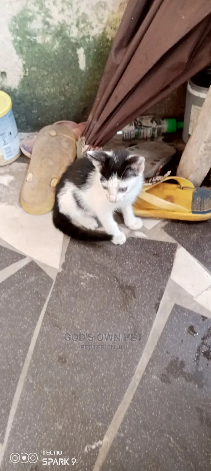 1-3 months Male Mixed Breed Cat