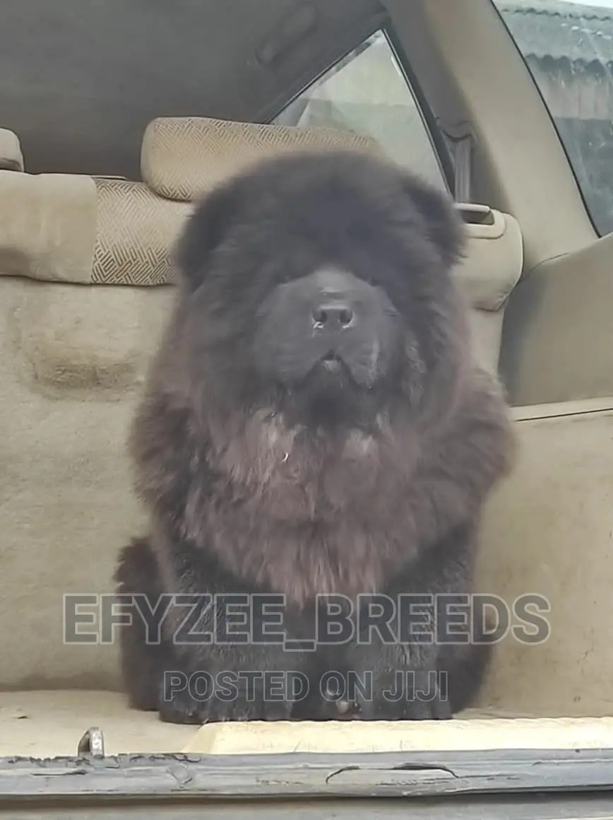 1-3 months Male Purebred Chow Chow