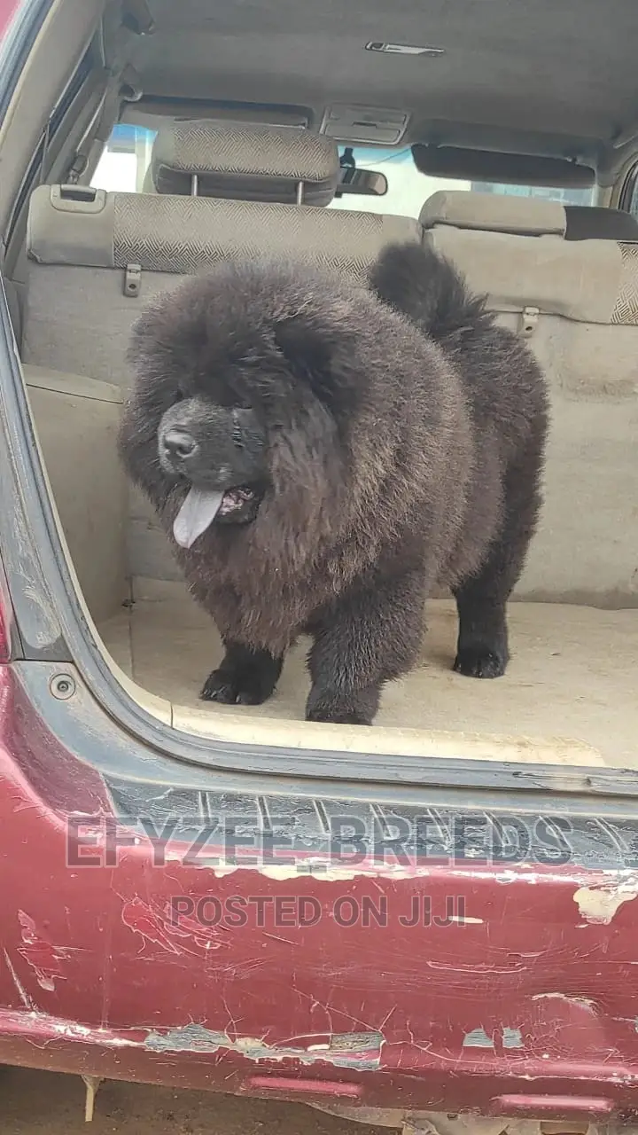 1-3 months Male Purebred Chow Chow