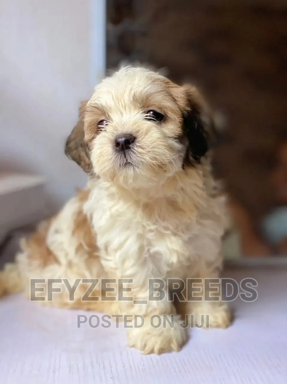 1-3 Months Female Purebred Lhasa Apso
