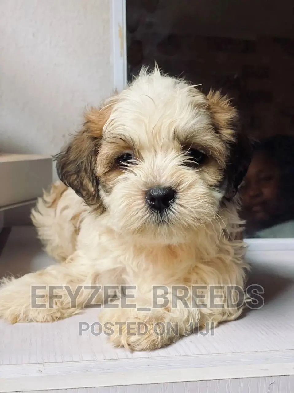 1-3 Months Female Purebred Lhasa Apso