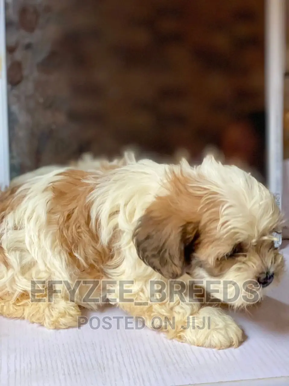 1-3 Months Female Purebred Lhasa Apso