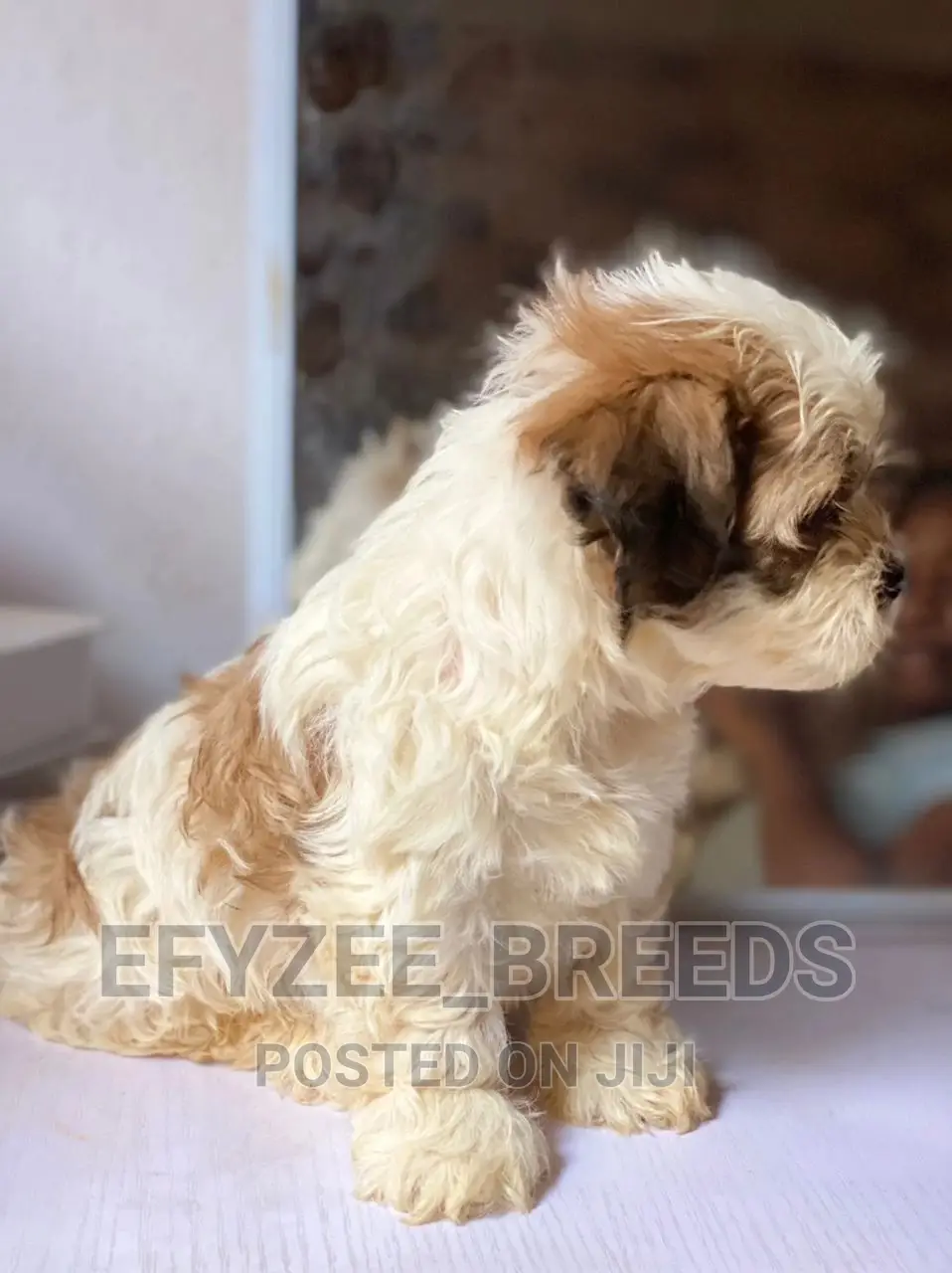 1-3 Months Female Purebred Lhasa Apso