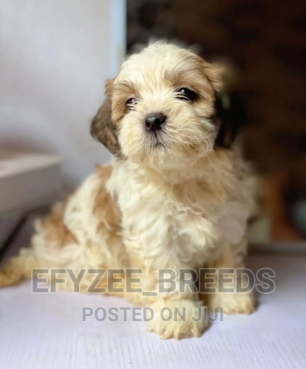 1-3 Months Female Purebred Lhasa Apso
