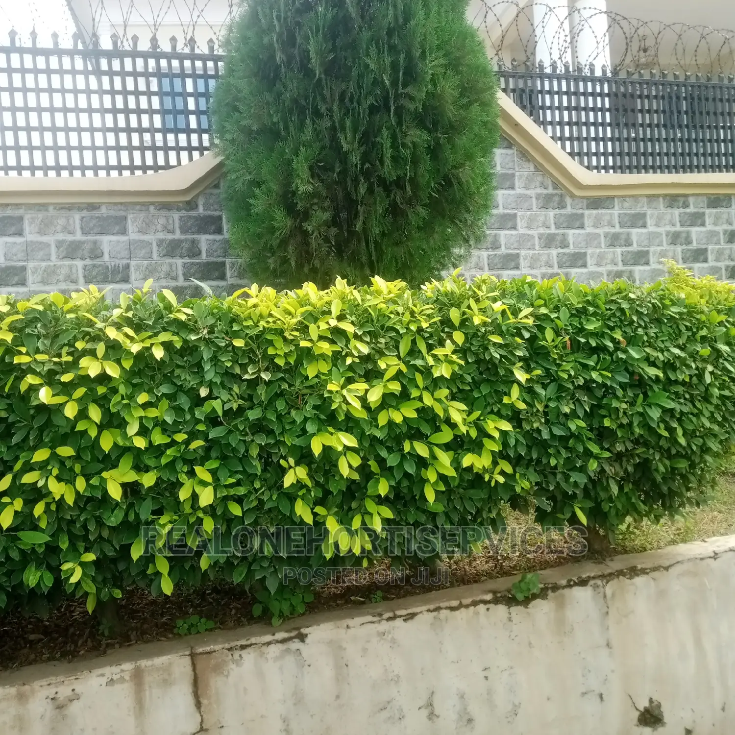 Flower Hedges With Thuja and Yellow Ficus