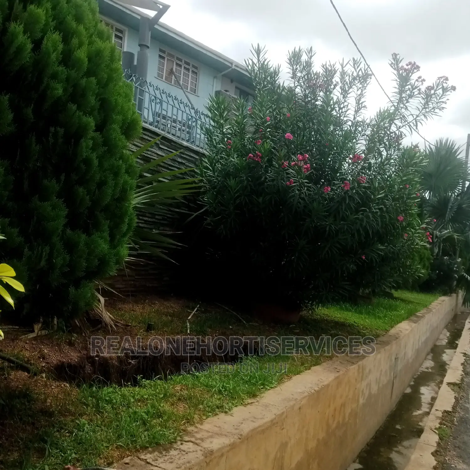Flower Hedges With Thuja and Yellow Ficus