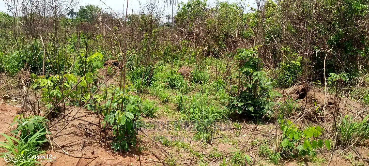 A Plot of Land