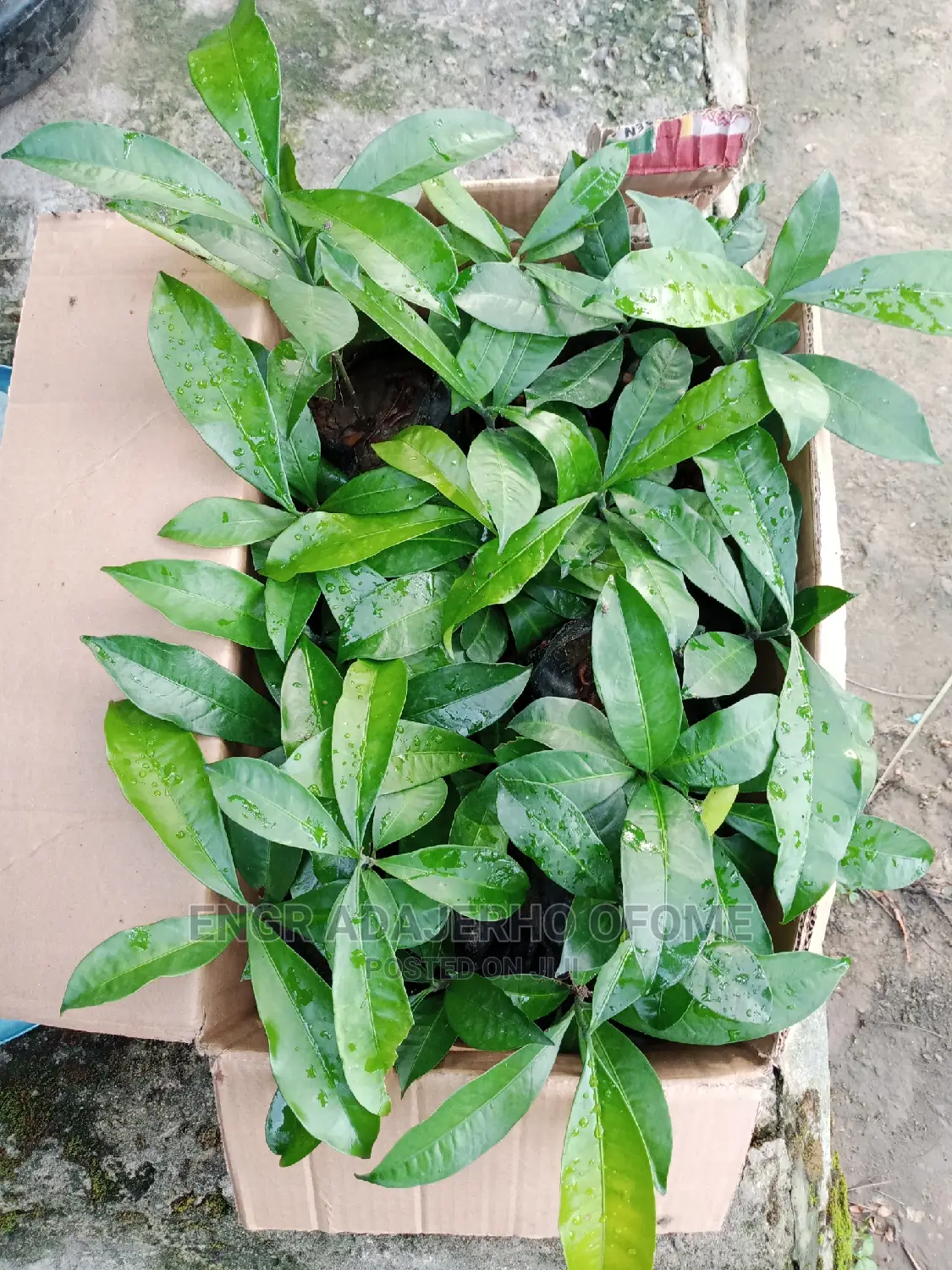 Bitter Cola Seedlings for Sale
