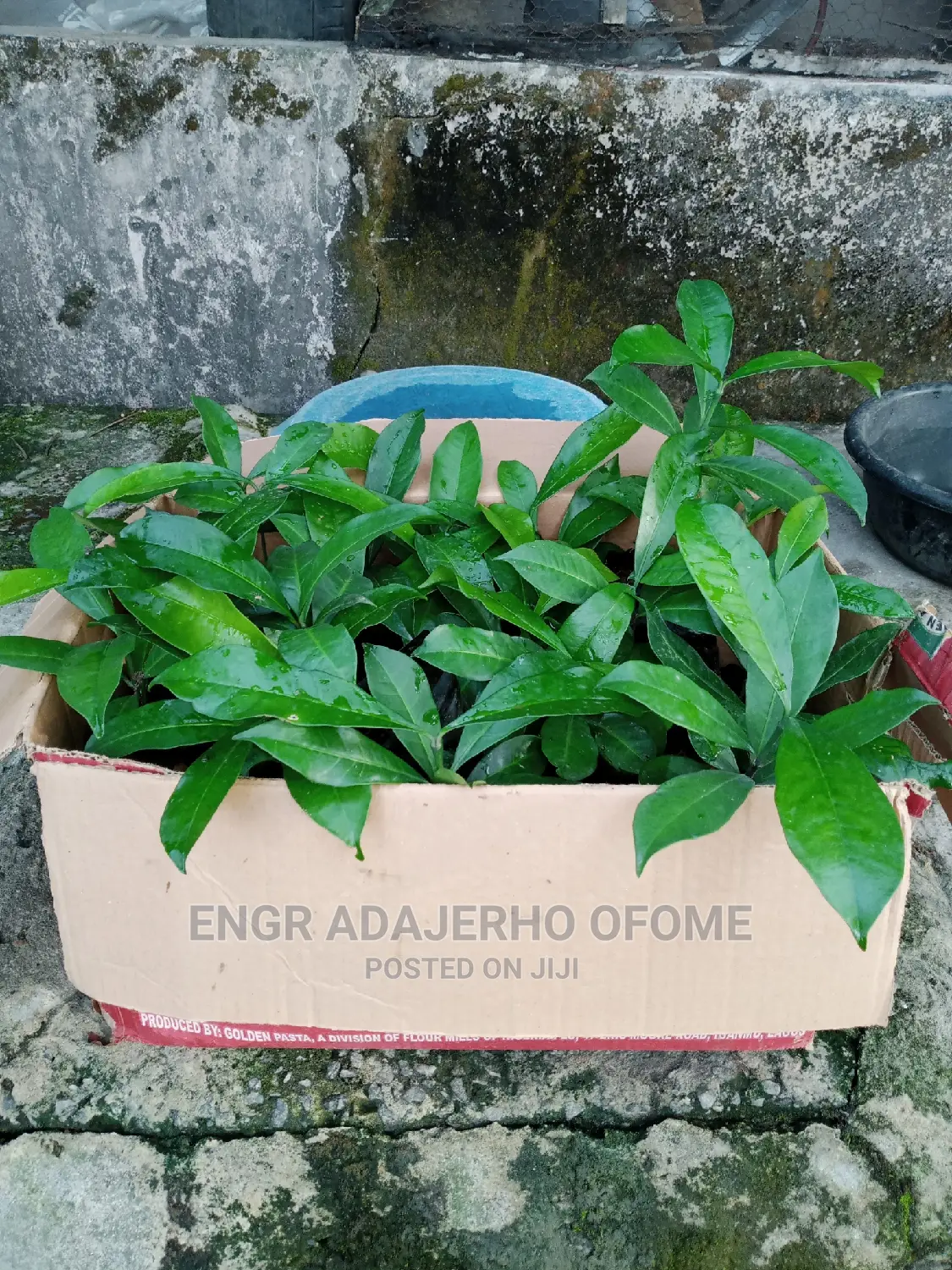 Bitter Cola Seedlings for Sale