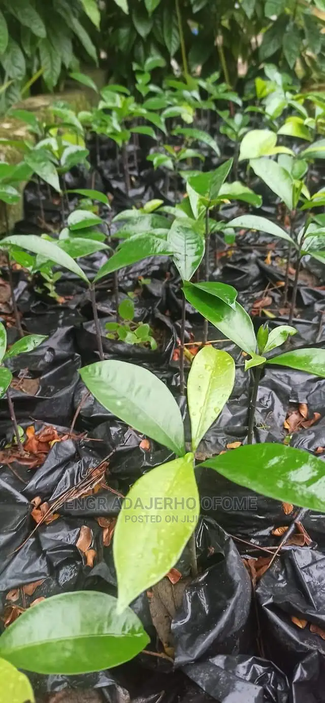 Bitter Cola Seedlings for Sale