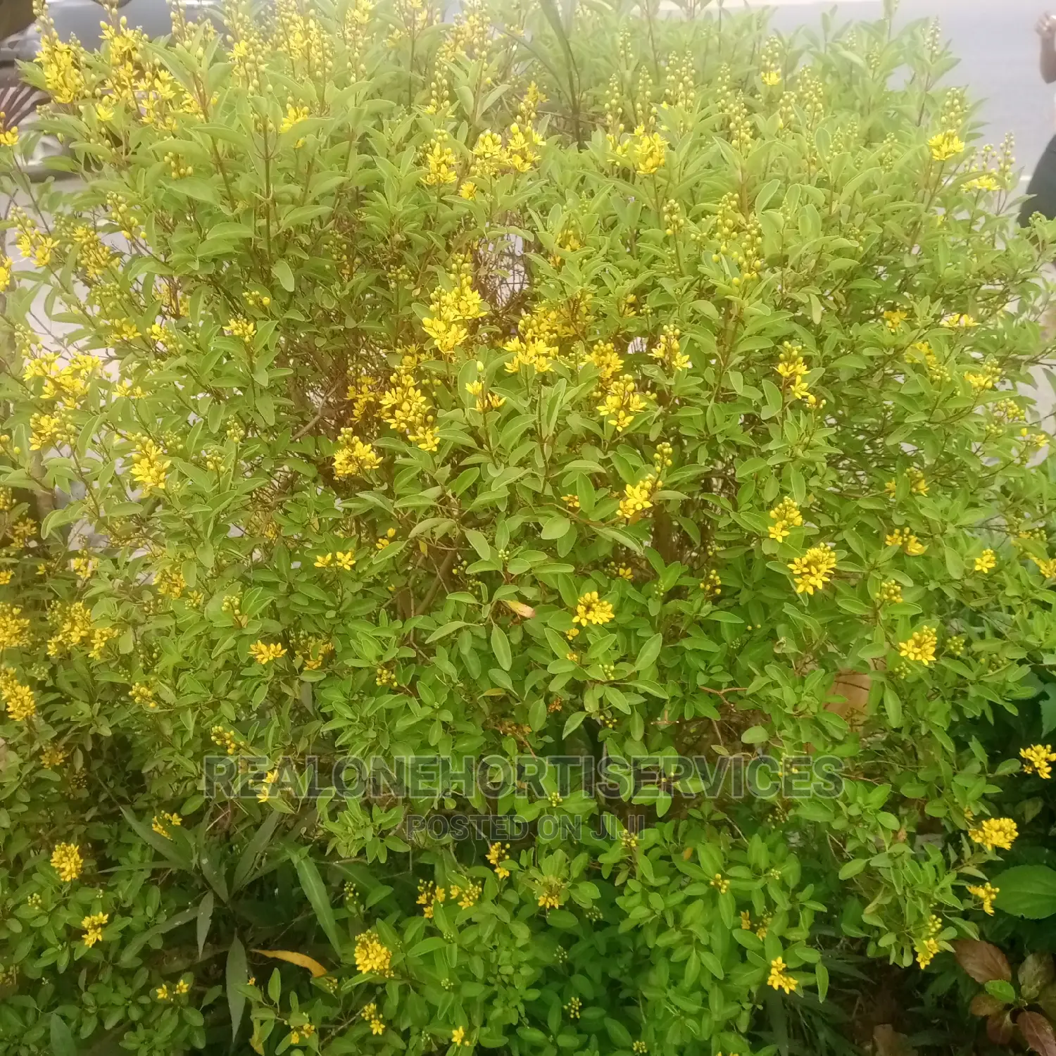 Best Ornamental Plant Shop For Your Home Beautification