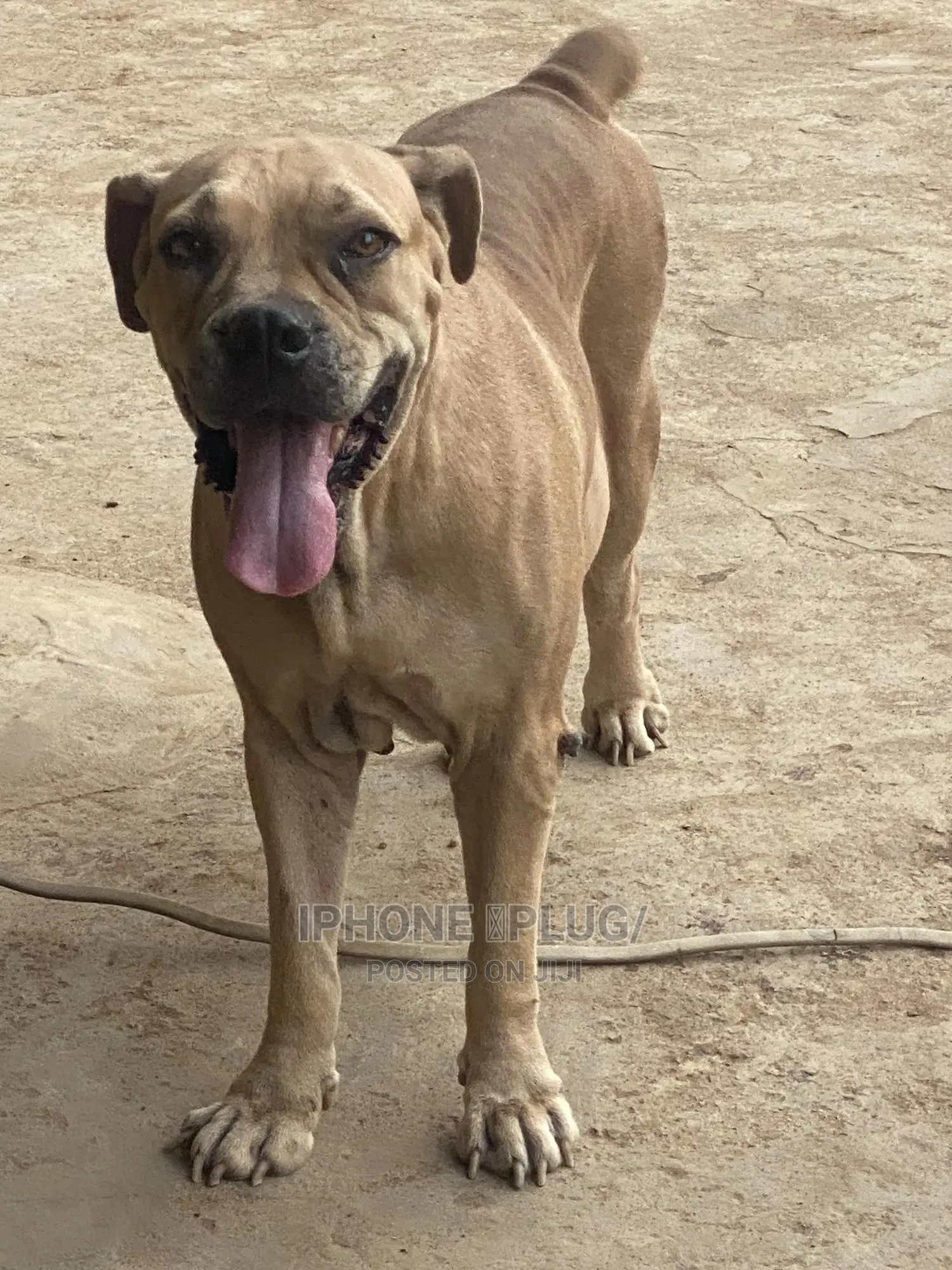 1+ year Female Purebred Boerboel