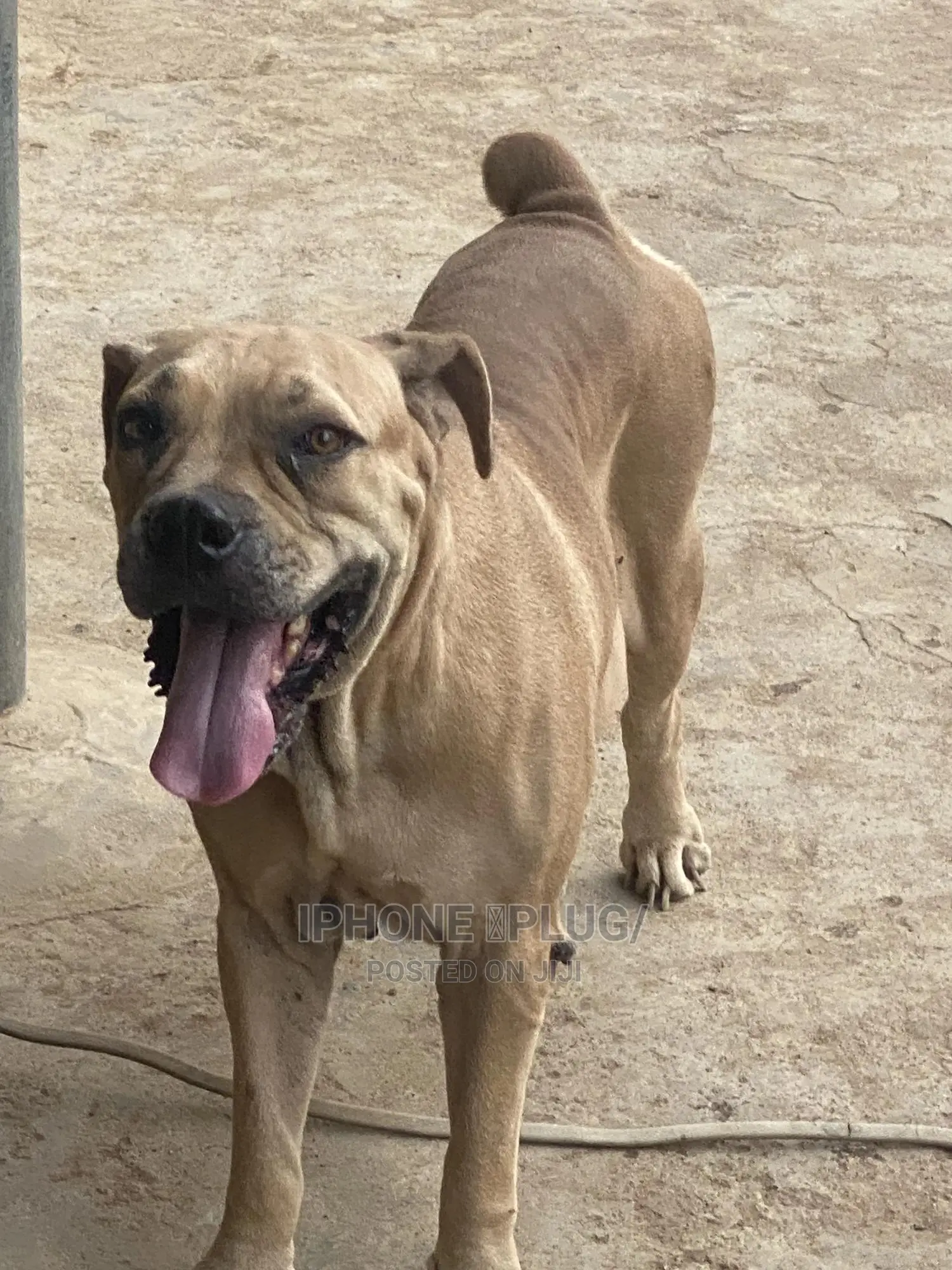 1+ year Female Purebred Boerboel