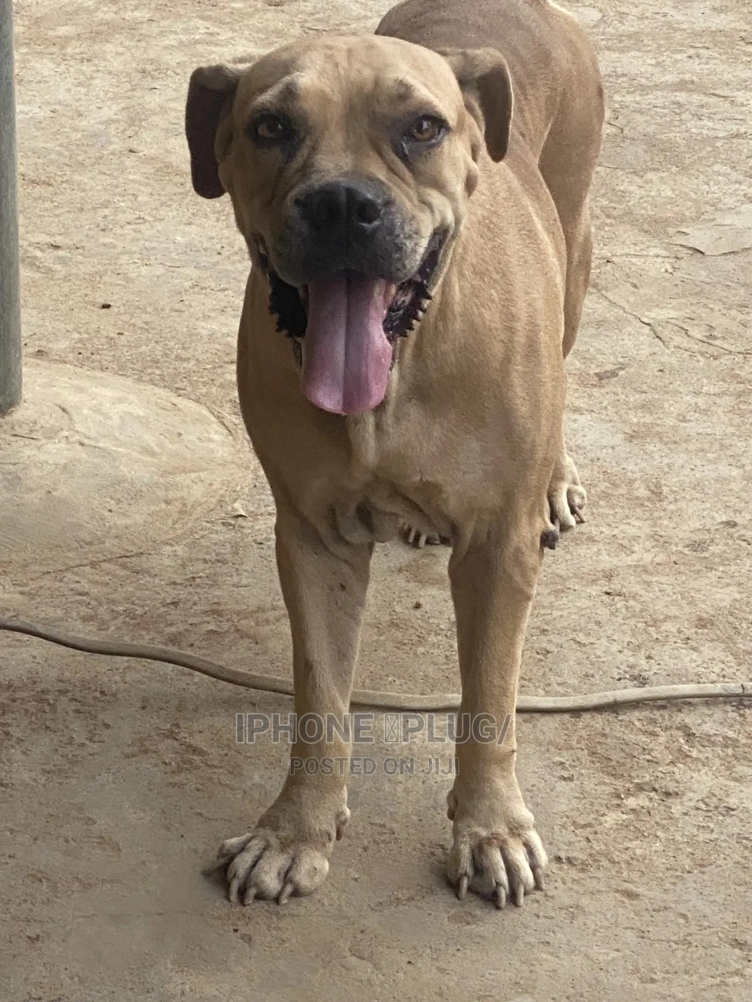 1+ year Female Purebred Boerboel