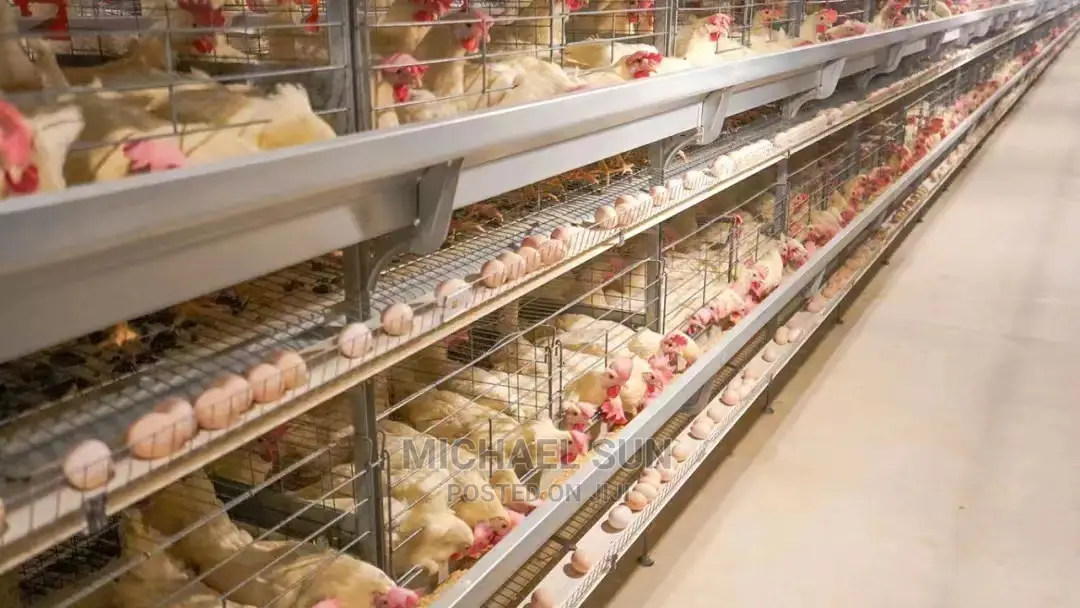 Automatic Battery Cage Poultry Cage