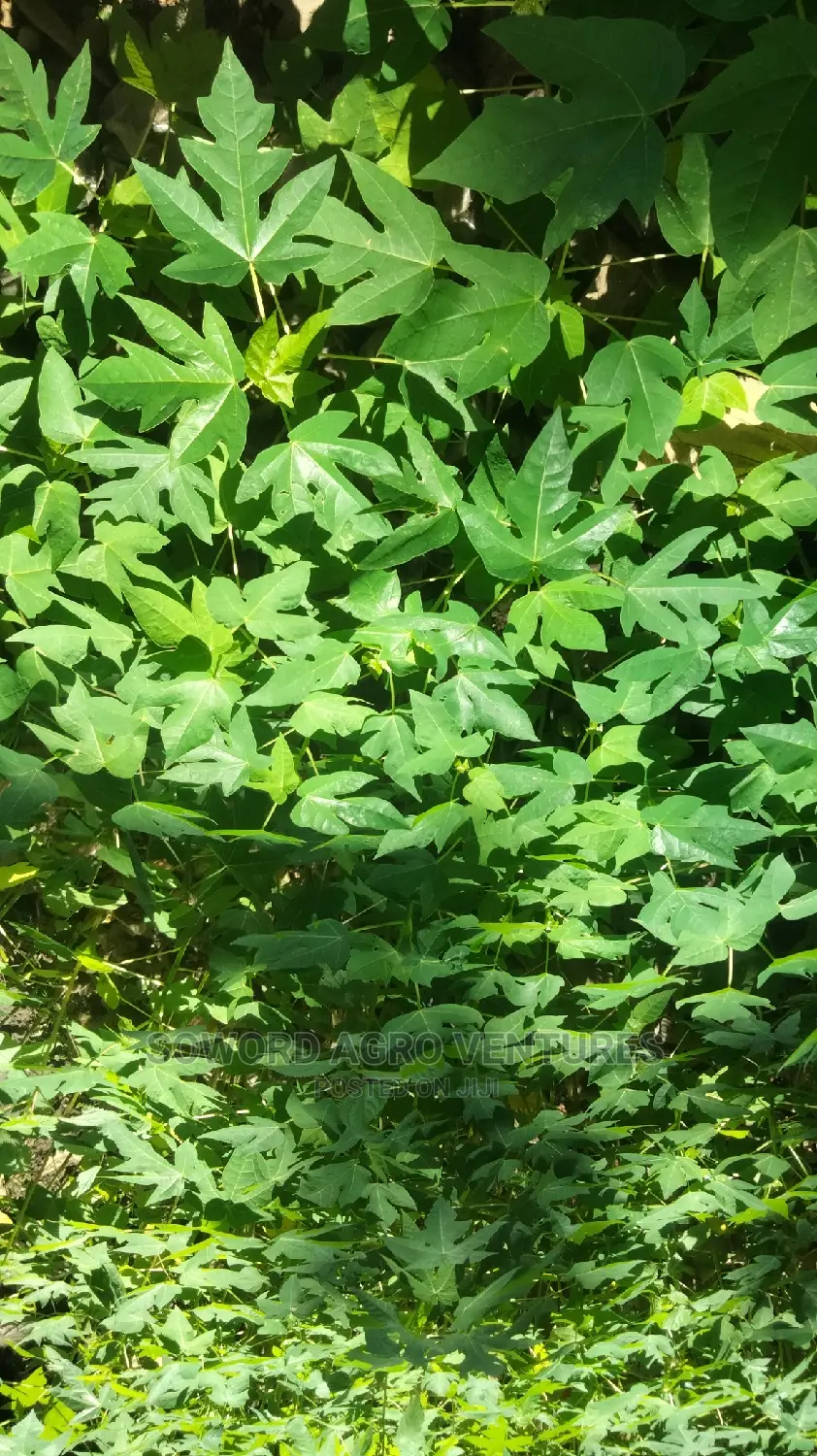Hybrid Dwarf Pawpaw Seedlings