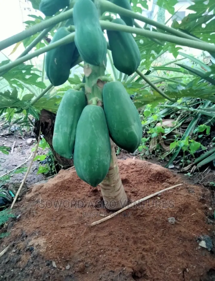 Hybrid Dwarf Pawpaw Seedlings