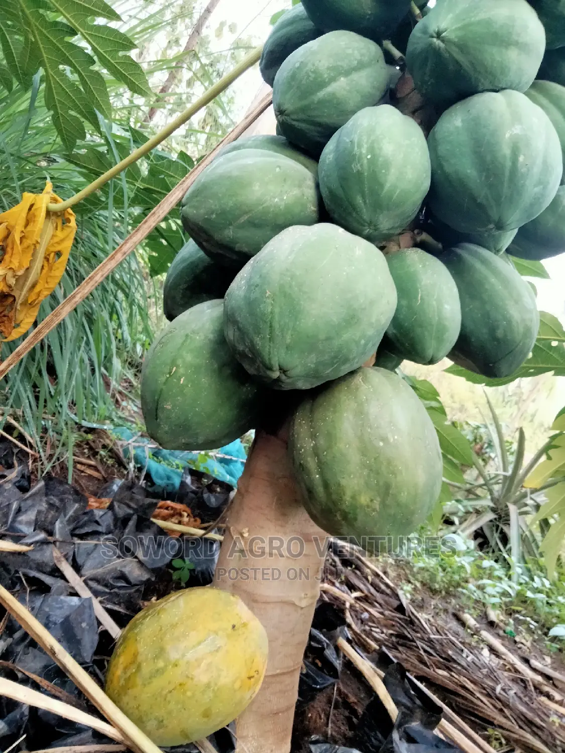 Hybrid Dwarf Pawpaw Seedlings