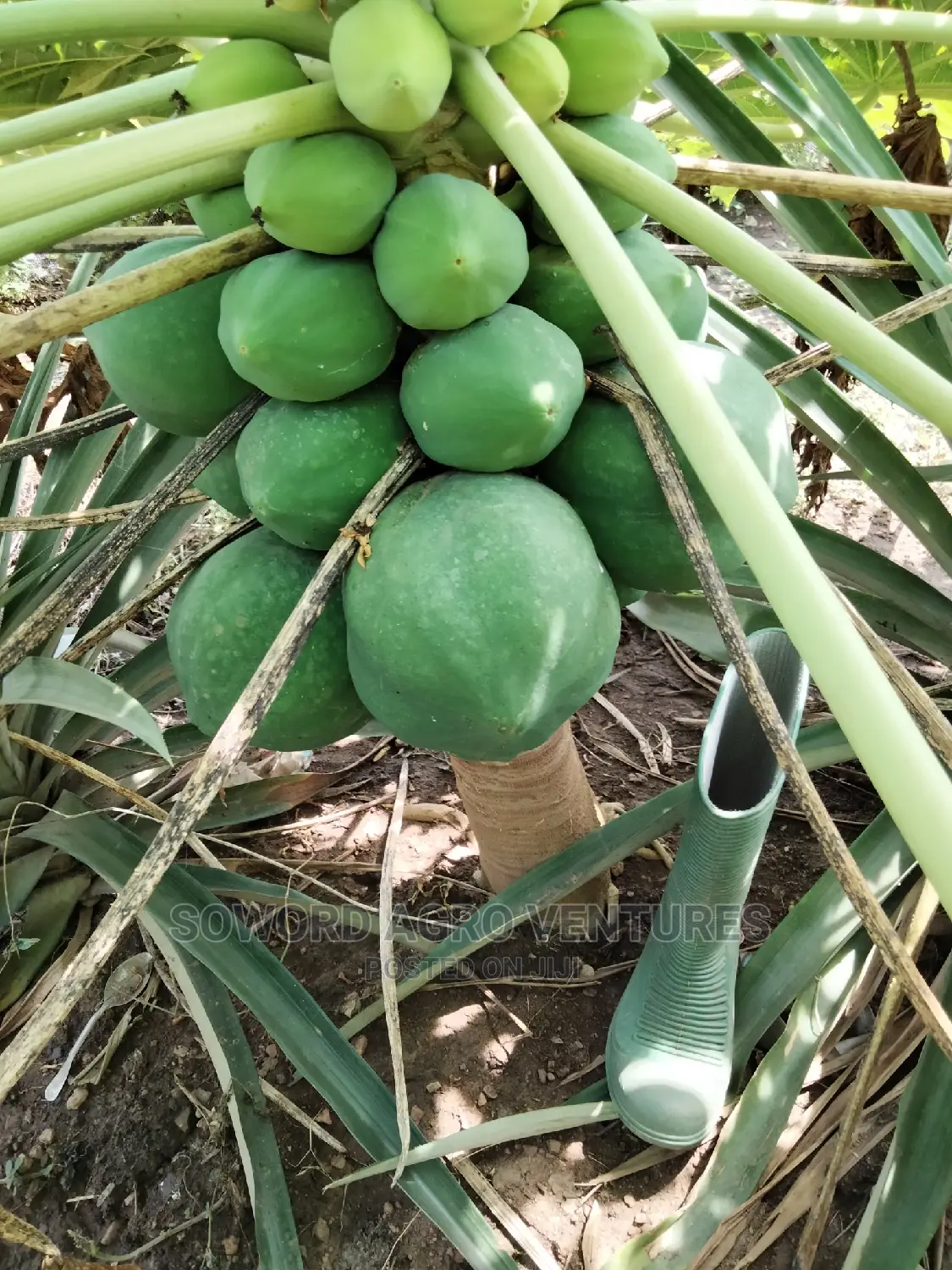 Hybrid Dwarf Pawpaw Seedlings