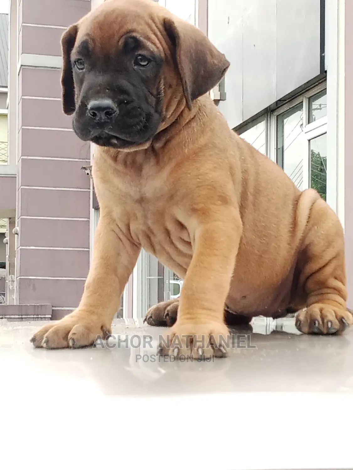 1-3 months Female Purebred Boerboel