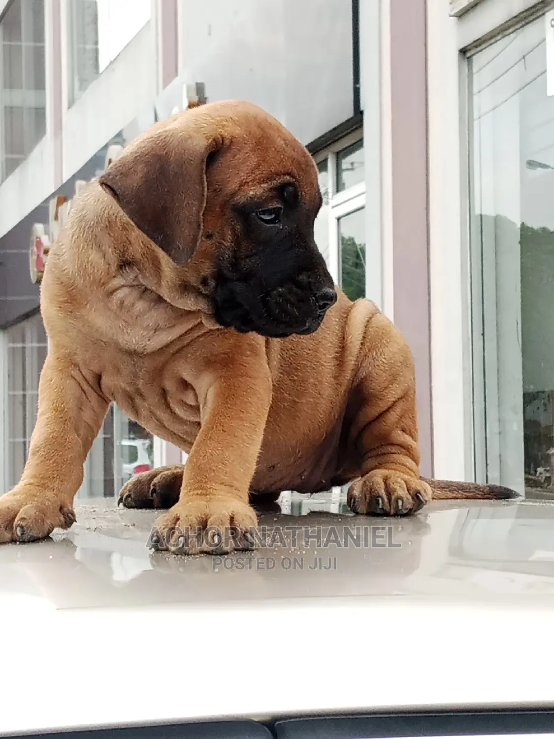 1-3 months Female Purebred Boerboel