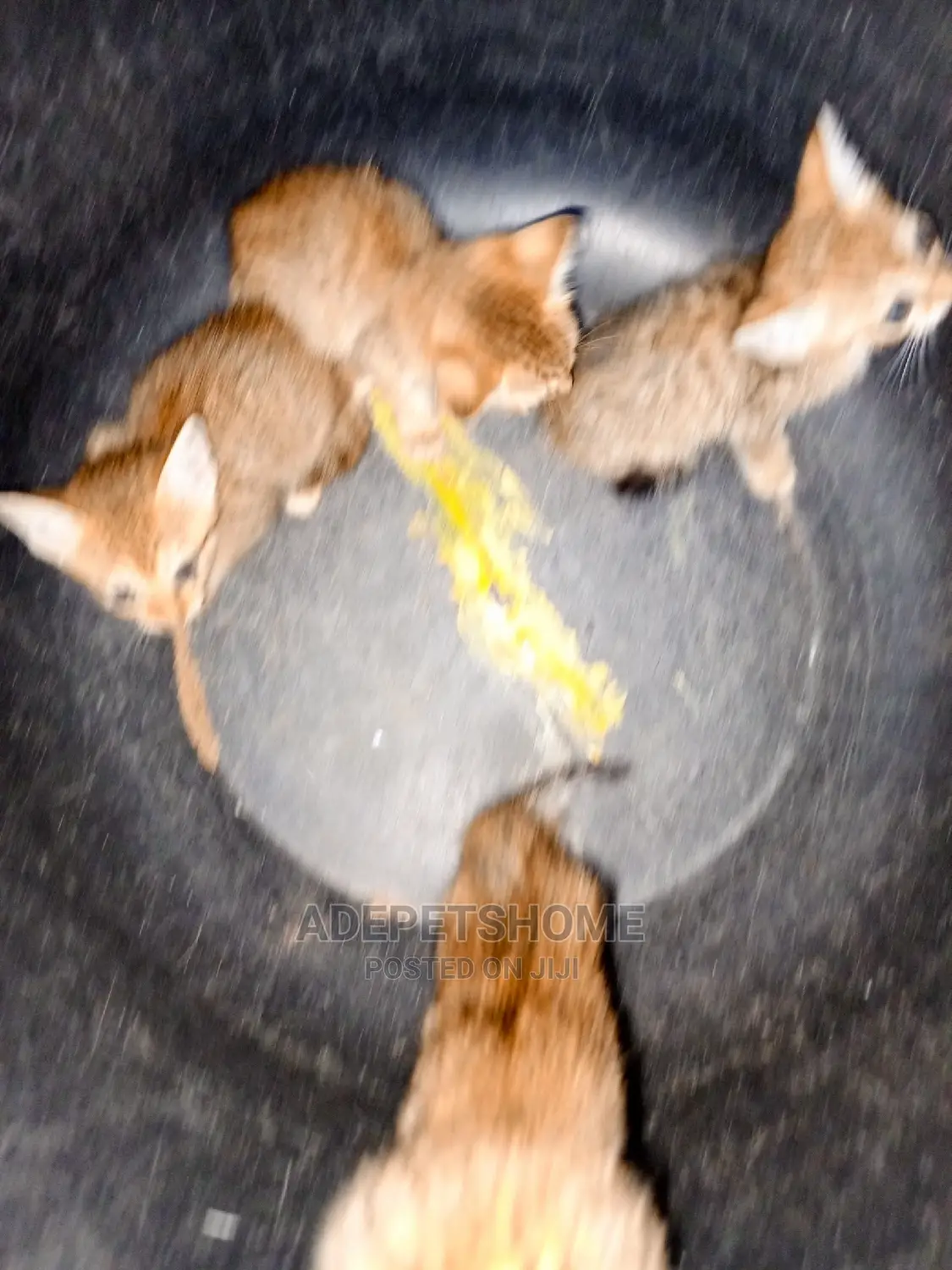 1-3 months Female Purebred Cat