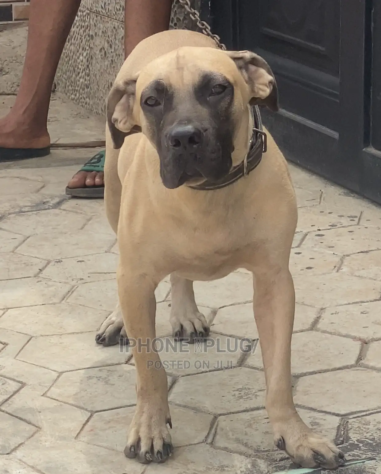 6-12 months Female Purebred Boerboel