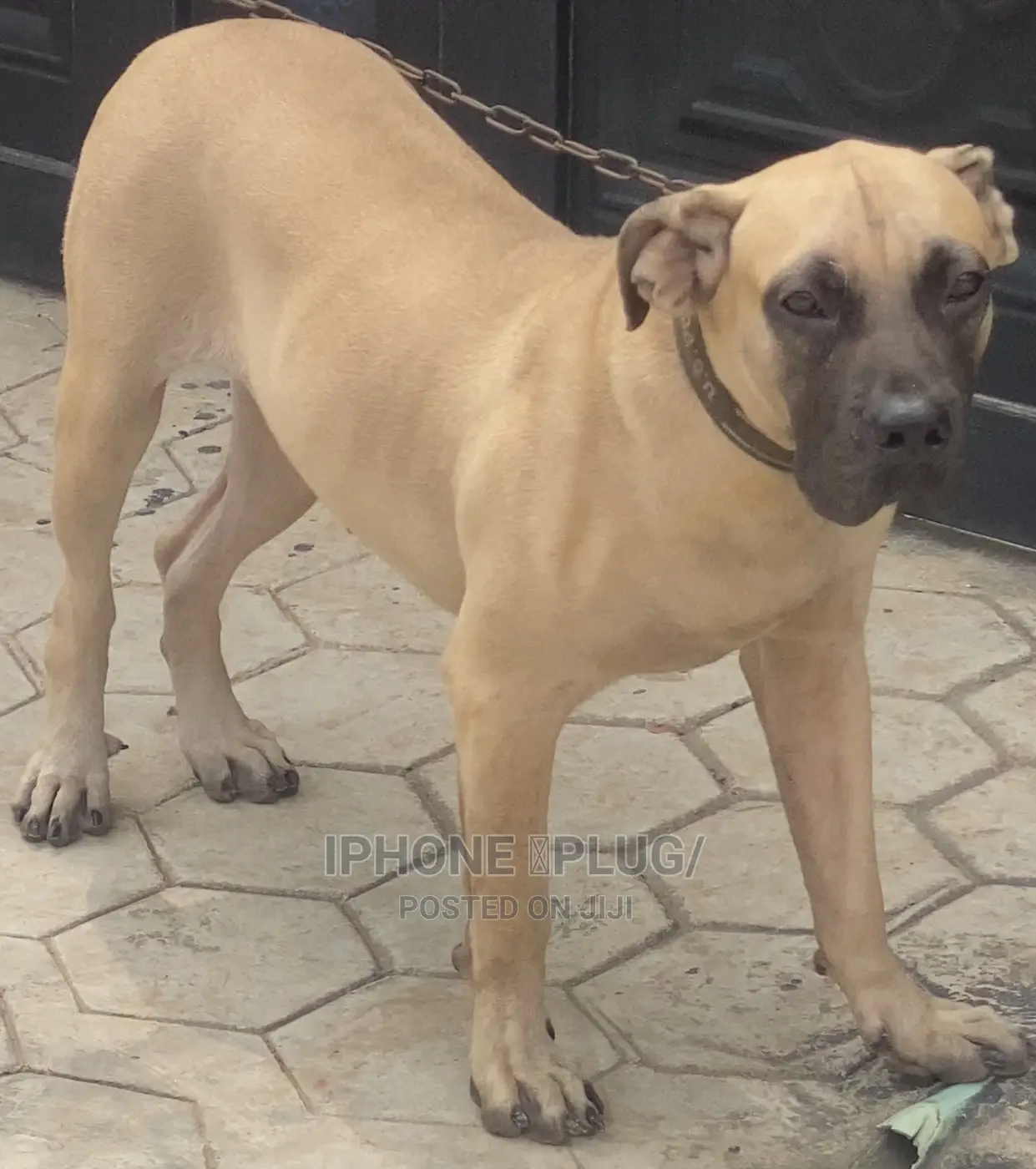 6-12 months Female Purebred Boerboel