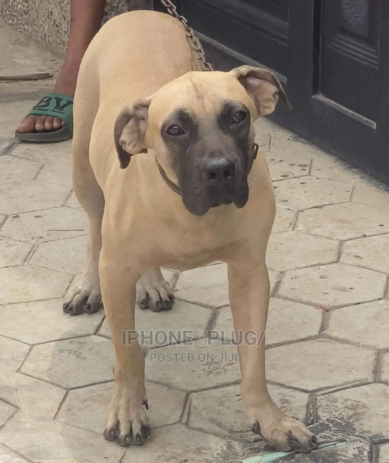 6-12 months Female Purebred Boerboel