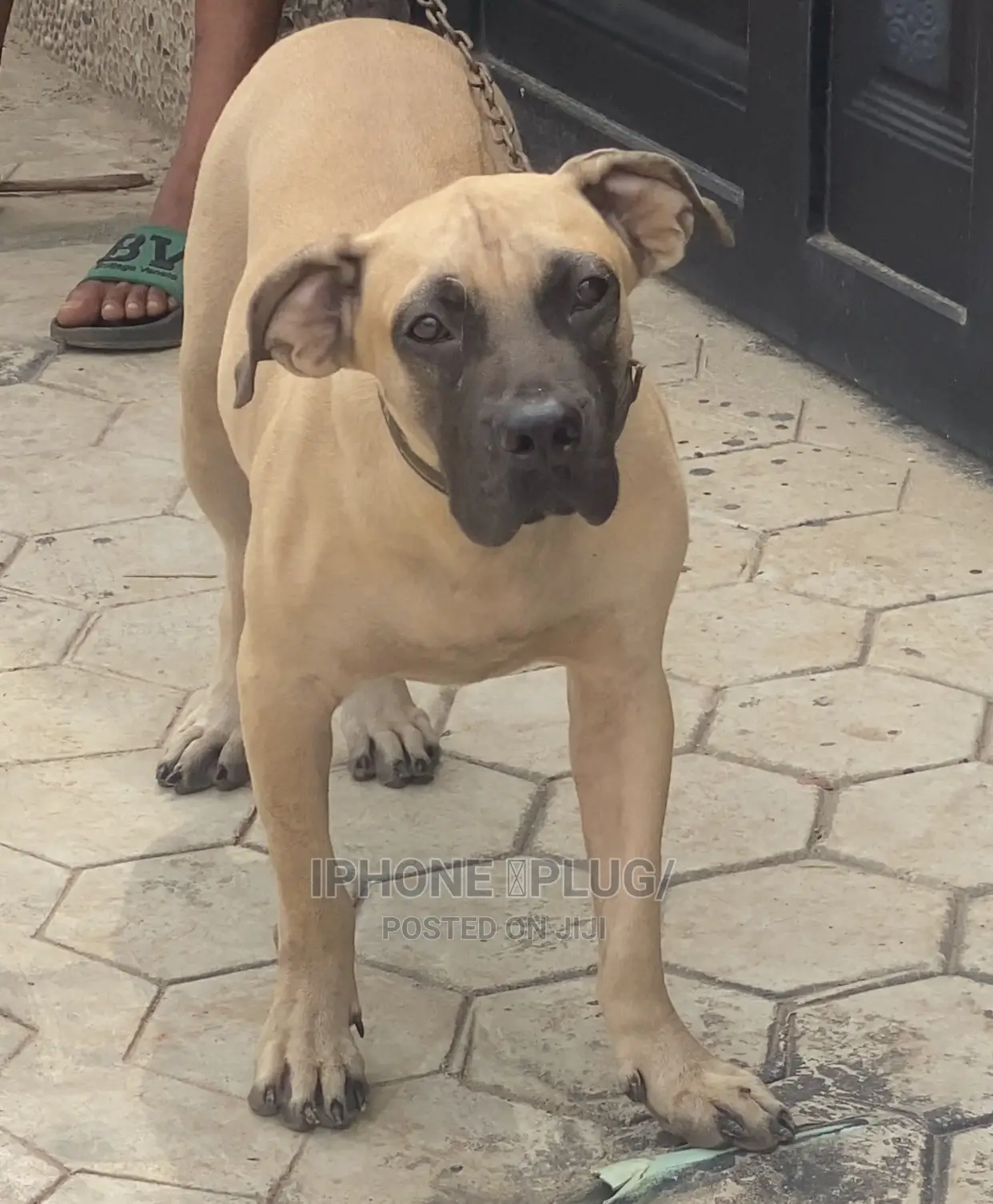 6-12 months Female Purebred Boerboel