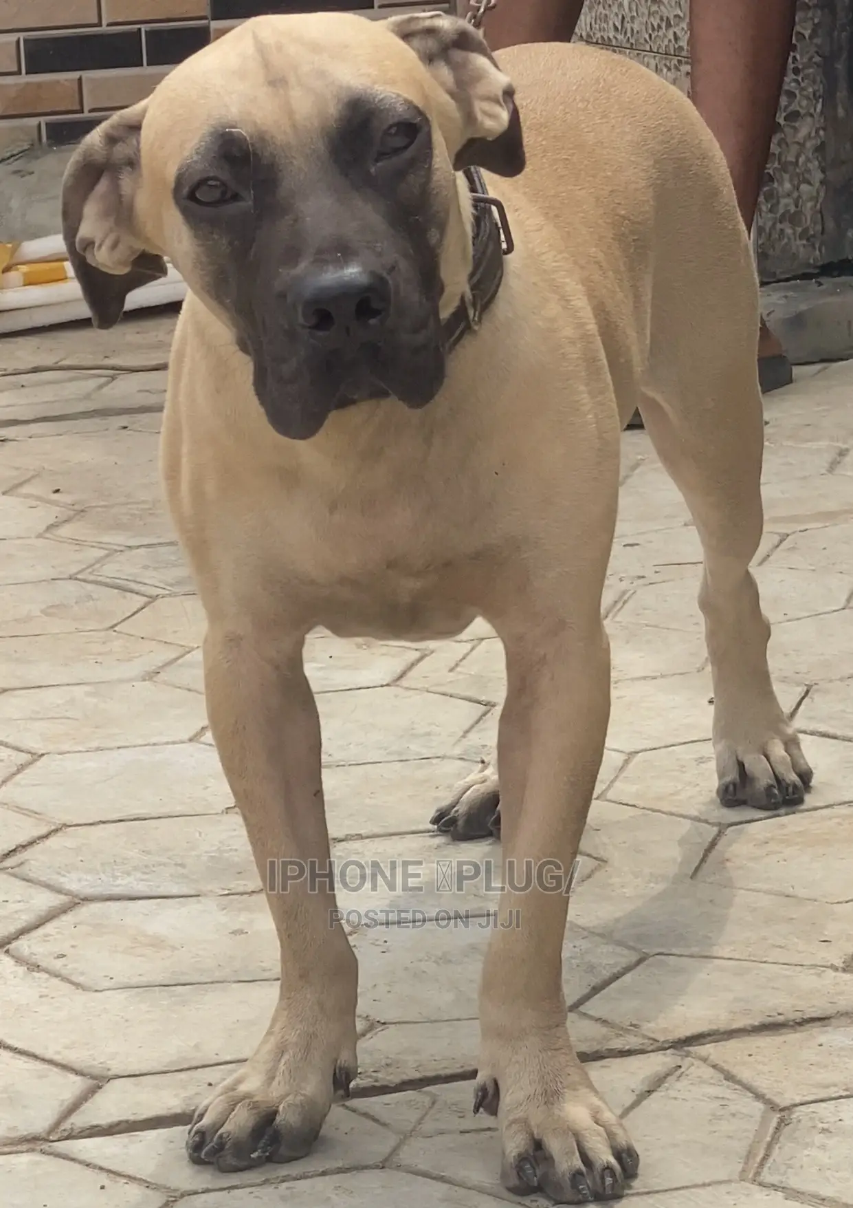 6-12 months Female Purebred Boerboel