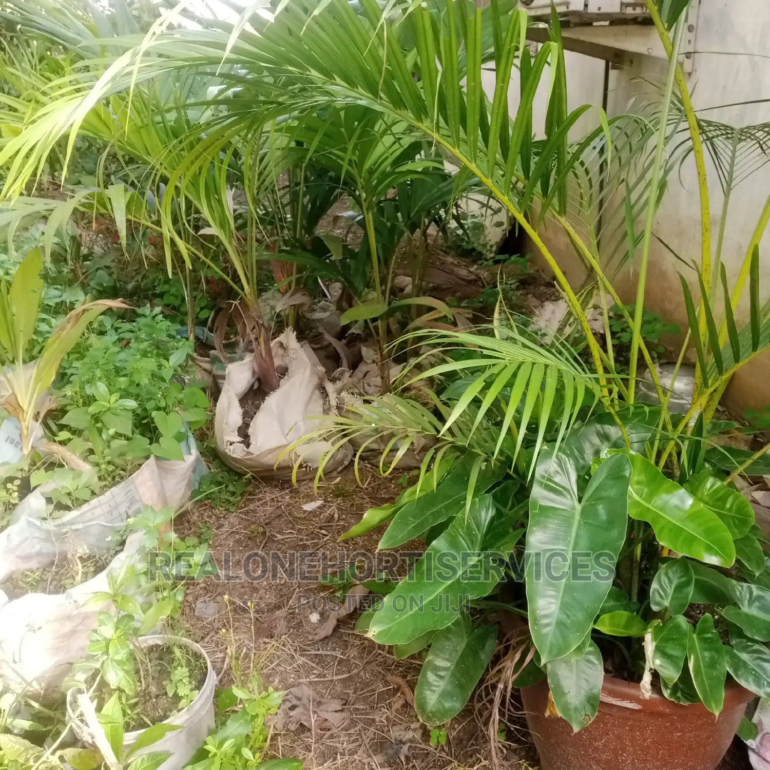 Queens Palm Supply to Your Doorstep