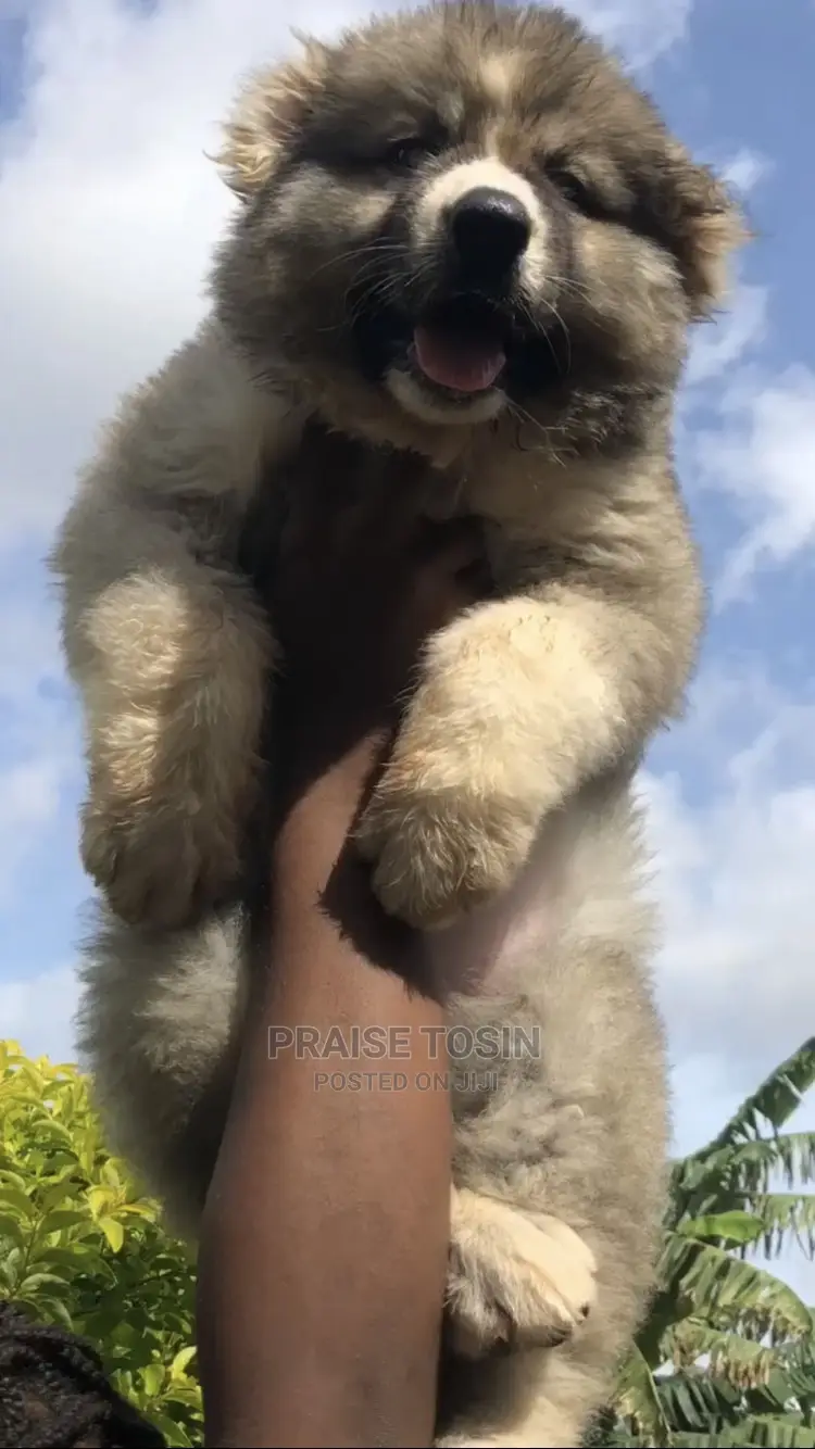 1-3 months Female Purebred Caucasian Shepherd