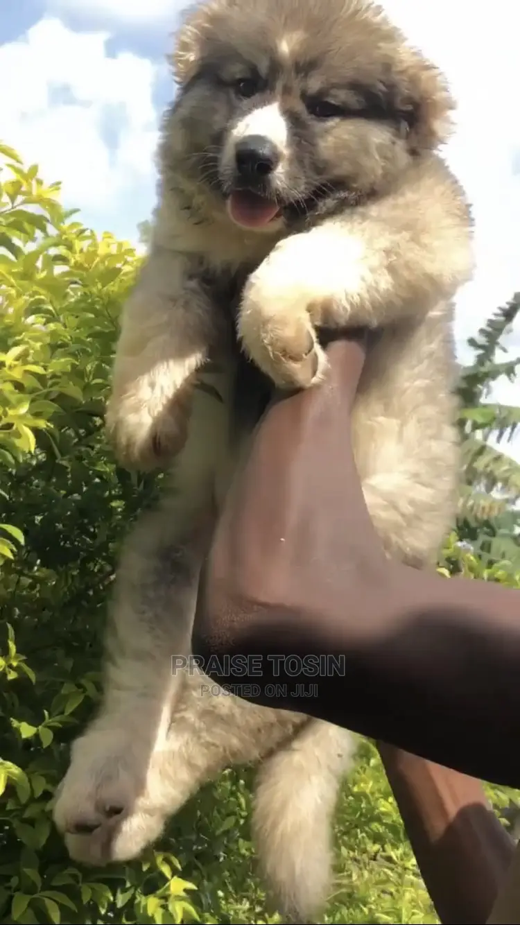 1-3 months Female Purebred Caucasian Shepherd
