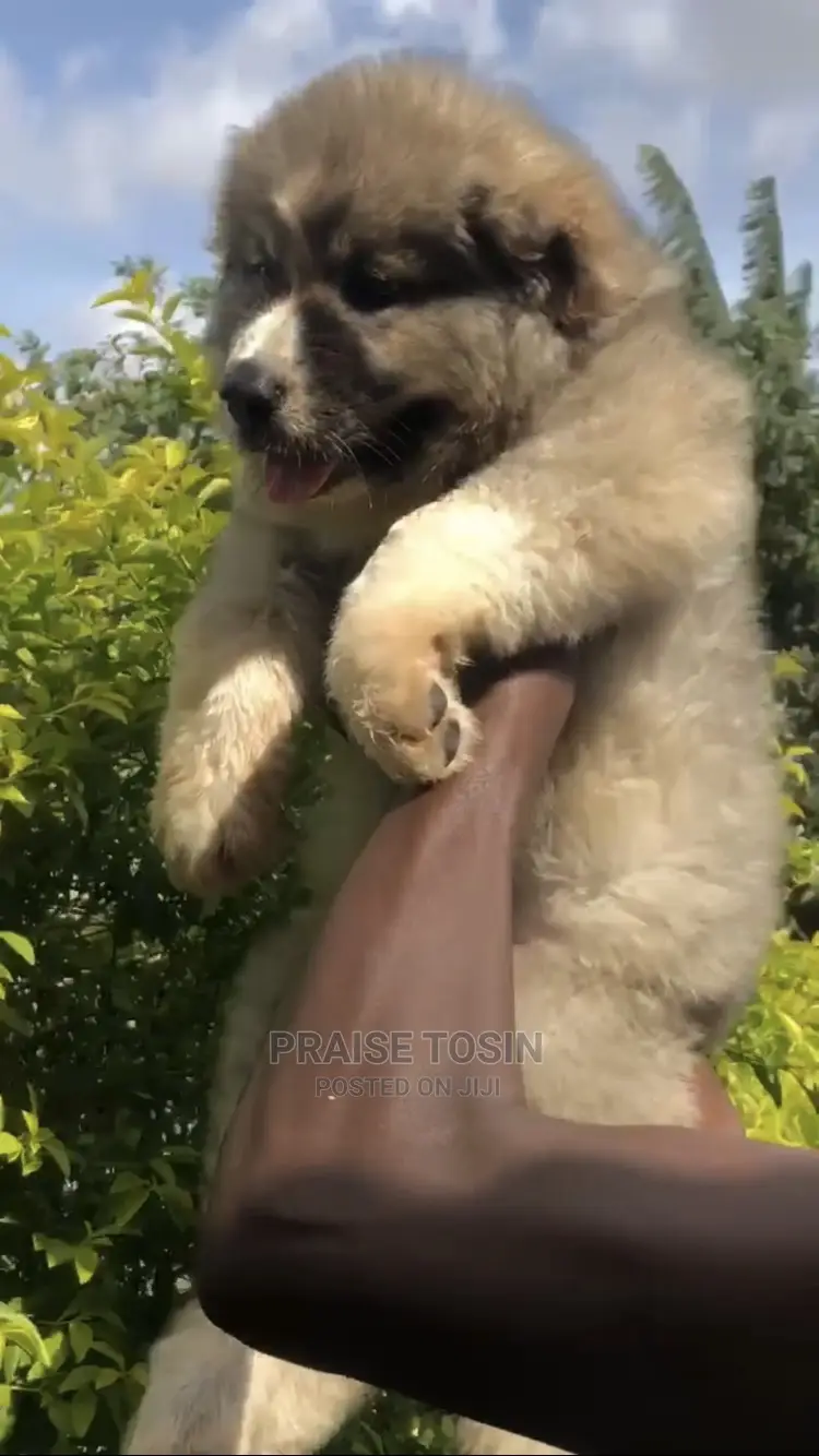 1-3 months Female Purebred Caucasian Shepherd