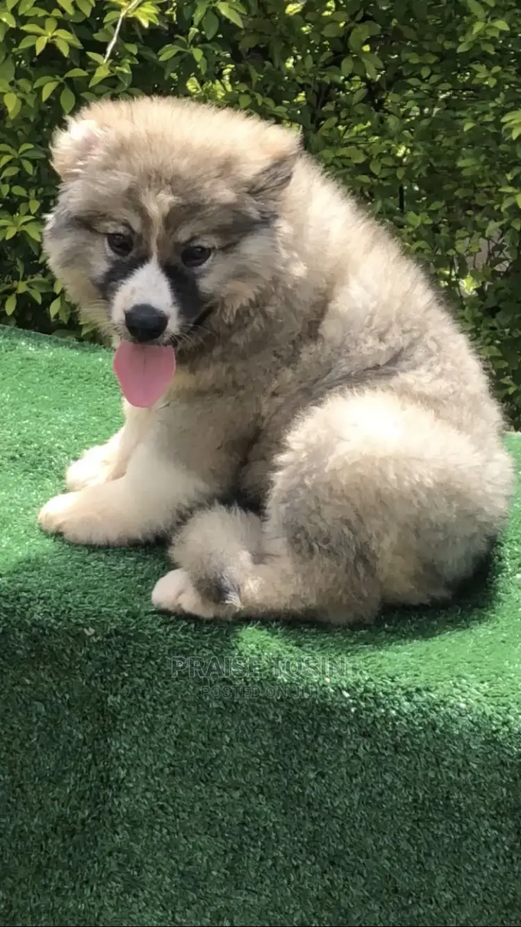 1-3 months Female Purebred Caucasian Shepherd