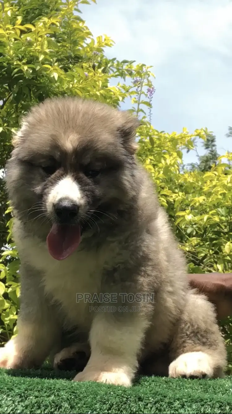 1-3 months Female Purebred Caucasian Shepherd